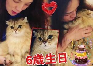 娛樂吃瓜君貓貓生日歌,萌寵歡唱，共慶貓界盛事