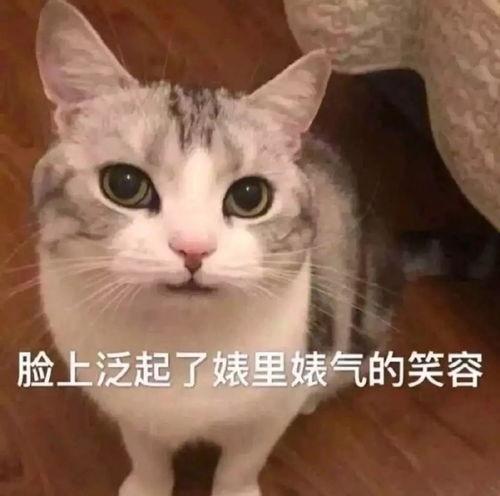 娛樂吃瓜君貓爺,揭秘娛樂圈那些不為人知的幕后故事