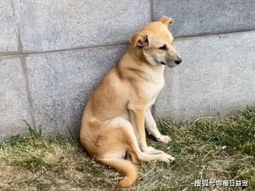 娛樂吃瓜醬流浪狗,流浪狗的溫情故事