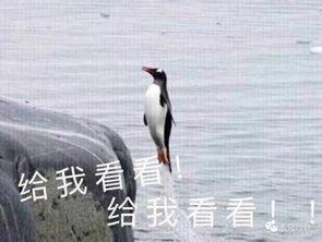 娛樂吃瓜君迅猛龍唱歌,迅猛龍跨界唱歌，音樂界新勢(shì)力崛起