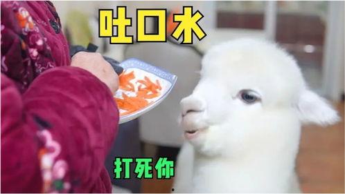 娛樂吃瓜醬外婆養(yǎng)大的羊羊長啥樣,娛樂吃瓜醬的溫馨回憶