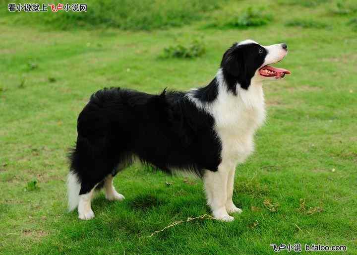 娛樂吃瓜醬牧羊犬,揭秘牧羊犬背后的故事