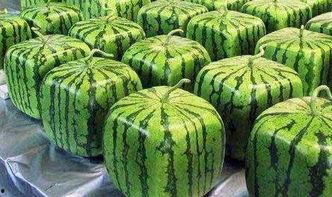 娛樂公司工作吃瓜,揭秘娛樂公司工作日常的吃瓜瞬間