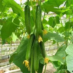 娛樂公司工作吃瓜,揭秘娛樂公司工作日常的吃瓜瞬間