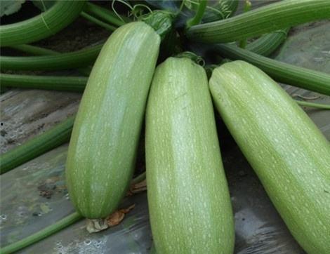 娛樂(lè)圈吃瓜有什么好處,揭秘娛樂(lè)八卦背后的樂(lè)趣與益處