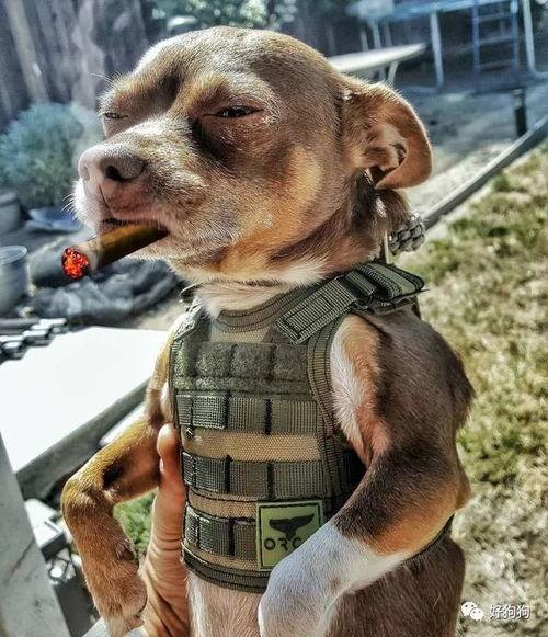 娛樂吃瓜汪星人是誰,網(wǎng)絡(luò)紅星的崛起之路