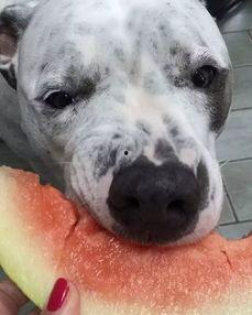 娛樂吃瓜汪星人是誰,網(wǎng)絡(luò)紅星的崛起之路