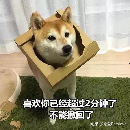 娛樂吃瓜君傻狗日常,傻狗日常的歡樂盛宴