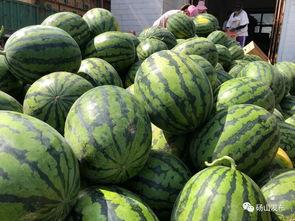 碭山吃瓜娛樂,一場別開生面的吃瓜娛樂盛宴