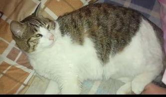 吃瓜娛樂貓,揭秘娛樂圈背后的趣味故事