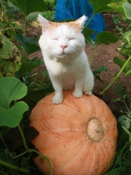 吃瓜娛樂貓,揭秘娛樂圈背后的趣味故事