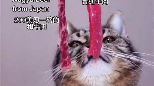 娛樂吃瓜醬小貓被薅起來,薅貓事件背后的真相