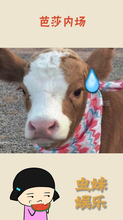 娛樂吃瓜醬素材圖片,吃瓜醬視角下的明星幕后故事